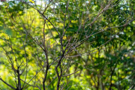 Téléchargez les photos : Amorpha fruticosa dans le jardin botanique. Amorpha fruticosa est une espèce d'amphibiens de la famille des Fabaceae. - en image libre de droit