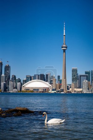 Schwan am Ontariosee mit Downtown Toronto im Hintergrund.