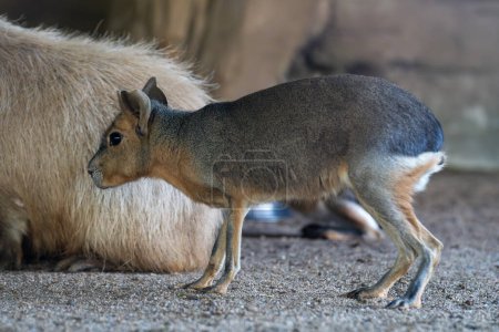 The Patagonian mara (Dolichotis patagonum) is a relatively large rodent in the mara genus Dolichotis.