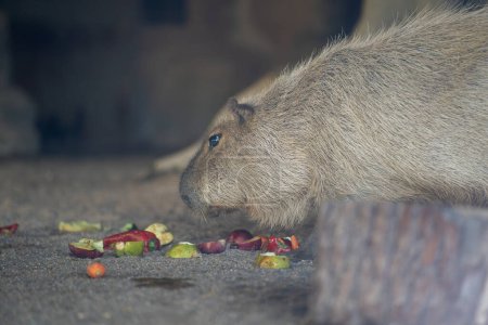 Téléchargez les photos : Le capybara est un rongeur géant des cavernes originaire d'Amérique du Sud. - en image libre de droit