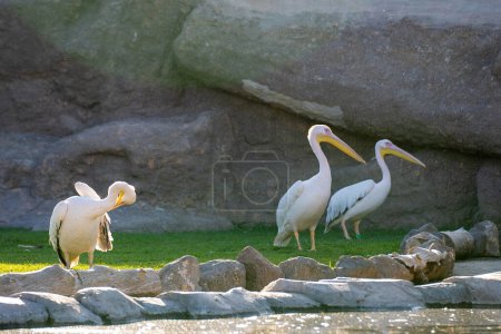 The great white pelican (Pelecanus onocrotalus) is a bird in the pelican family.