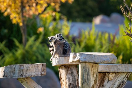Der Klingelschwanzmaki (Lemur catta) ist ein mittelgroßer bis größerer Strepsirrhine-Primat und die international anerkannteste Lemurenart.