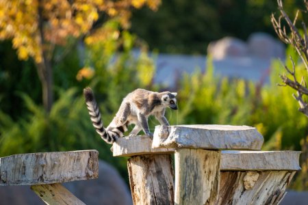 Der Klingelschwanzmaki (Lemur catta) ist ein mittelgroßer bis größerer Strepsirrhine-Primat und die international anerkannteste Lemurenart.