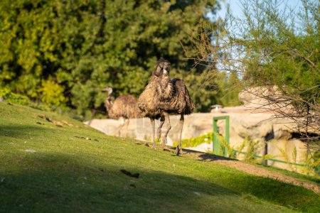 El emú (Dromaius novaehollandiae) es una especie de ave endémica de Australia, donde es el ave nativa más grande.