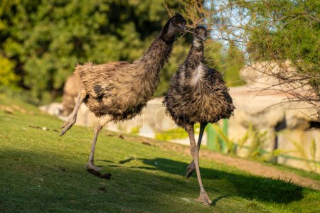 The emu (Dromaius novaehollandiae) is a species of flightless bird endemic to Australia, where it is the largest native bird.