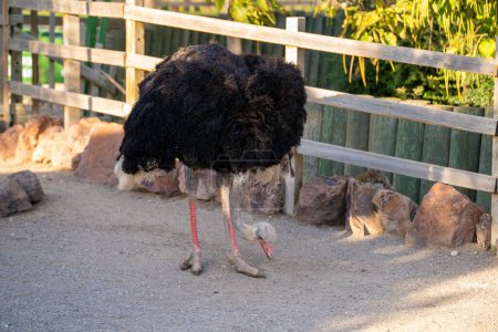 The common ostrich (Struthio camelus) is a species of flightless bird native to certain large areas of Africa.