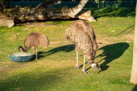 Der Emus (Dromaius novaehollandiae) ist eine Art flugunfähiger Vogel, der in Australien heimisch ist, wo er der größte einheimische Vogel ist.