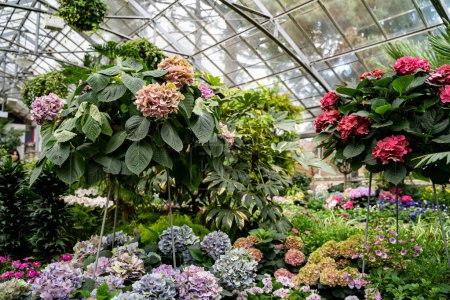 Interior view of Allan Gardens Conservatory. Plants and flowers at Allan Gardens.