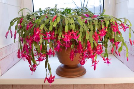 Brighten Your Windowsill with a Red Christmas Cactus in Full Bloom.