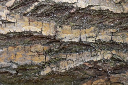 Photo for The Art of Nature: A Close-Up of the Willow Tree Bark Texture. - Royalty Free Image