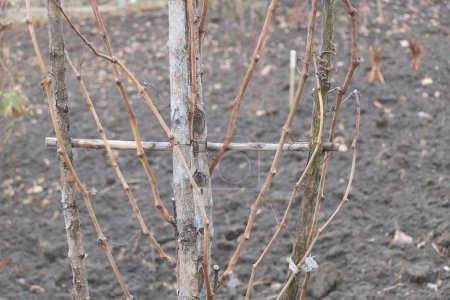 Téléchargez les photos : De l'hiver au printemps : La beauté d'une vigne sans feuilles avec un support en bois. - en image libre de droit