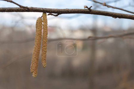 Photo for Hazelnut catkins on a branch in the spring forest. - Royalty Free Image