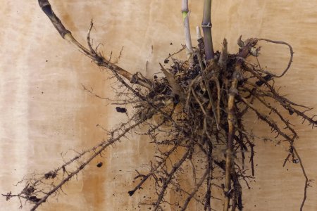 Die Schönheit des Bambus: Wurzeln auf einer Holzoberfläche aus der Nähe betrachten.