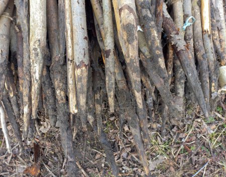 Téléchargez les photos : Jardinage durable : Bâtons en bois fabriqués à partir de branches d'arbres. - en image libre de droit