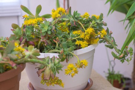 Téléchargez les photos : Plante succulente Sedum palmeri avec des fleurs jaunes dans un pot sur une table. - en image libre de droit