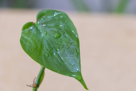 Photo for Close up of green leaf of philodendron with water drops on it, nature background. - Royalty Free Image