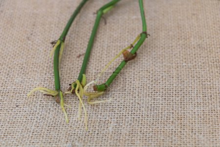 Téléchargez les photos : Concept sain de système racinaire d'une plante Philodendron sur fond de sac close up. - en image libre de droit