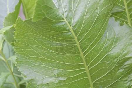 Téléchargez les photos : Impressions élégantes : Une vue macro de la texture des feuilles d'Armoracia Rusticana. - en image libre de droit