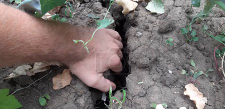Téléchargez les photos : Mains d'un agriculteur dans la terre fissurée par le concept de sécheresse. - en image libre de droit