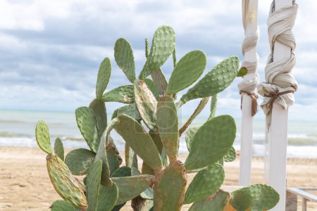 Téléchargez les photos : Prickly poire cactus Opuntia ficus-indica sur la plage de Rimmini Italie. - en image libre de droit