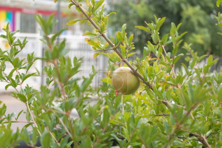 Photo for Pomegranate fruit on the tree in the summer garden - Royalty Free Image