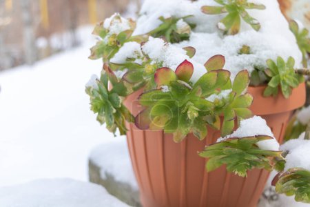 Photo for Succulent plant Sedum palmeri under the snow. - Royalty Free Image