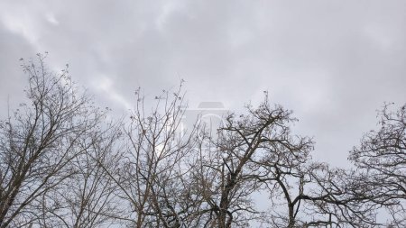 Téléchargez les photos : Arbres sans feuilles en hiver contre un ciel nuageux, paysage naturel. - en image libre de droit