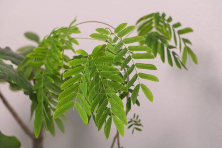Grüne Blätter der Albizia-Pflanze auf weißem Wandhintergrund, selektiver Fokus.