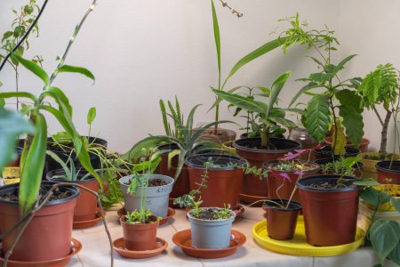 Plants in pots at home. Gardening and cultivation concept