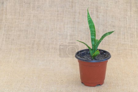 Eine kleine Schlangenpflanze in einem orangefarbenen Plastiktopf, auf Klempnergrund.
