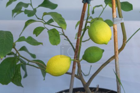 Lemon tree with a few lemons on the plant, small wooden sticks as trunk support for lemon trees in pots.