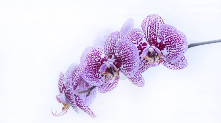 Photo for Purple orchids on a white background. Close-up. - Royalty Free Image