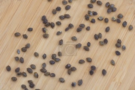 Papaya seeds on a wooden background. Close-up. Growing from seed concept.