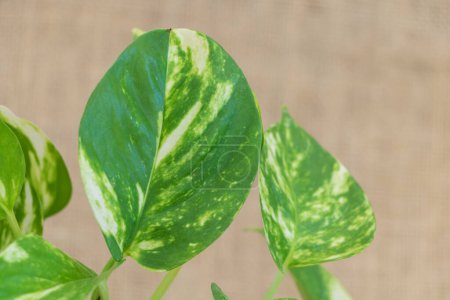 Green leaves of pothos plant. Pothos is a genus of plants in the family Pothos.