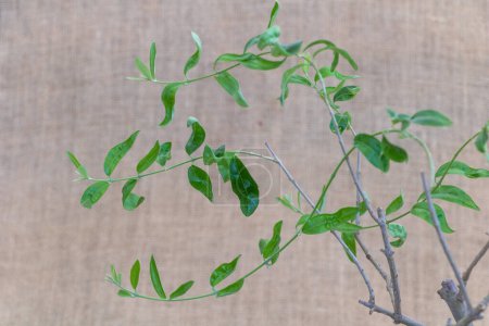 Green leaves on the branches of a Olive tree on a wooden background.