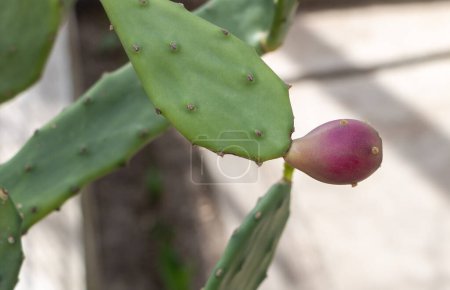 Prickly pear opuntia cactus plant with ripe fruits