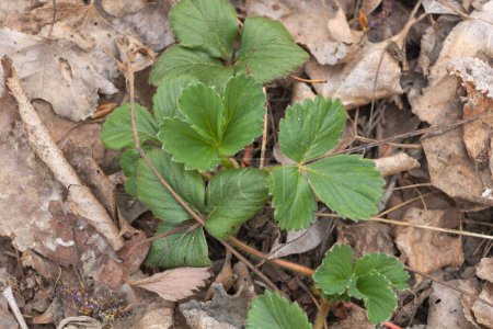 Strawberry leaves on the ground in the forest in early spring.