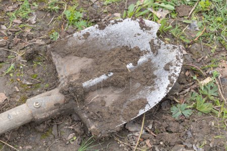 A dirty Shovel with dirt on it lies in the garden, in a top view.