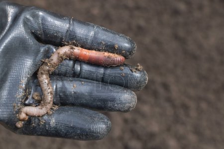 Photo for Worms in the hand of gloved worker, closeup photo on black soil background. - Royalty Free Image