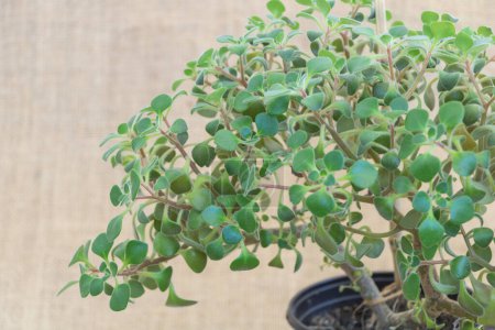 Aichrison - Une plante succulente dans un pot sur un fond de nappe.