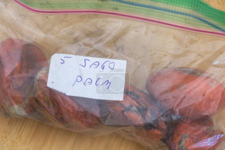 A plastic bag with fresh seeds of Sago palm - Cycas Revolta.