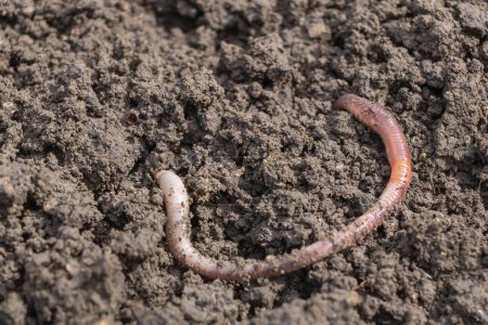 Wurm im Boden, Nahaufnahme von Regenwürmern von oben vor einem Garten-Hintergrund. Ein Regenwurm, der sich auf Nahrungssuche durch Dreck bewegt.