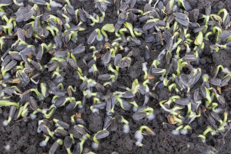 Top view of sunflower seeds sprouting in the ground, with green seedlings emerging from black soil.