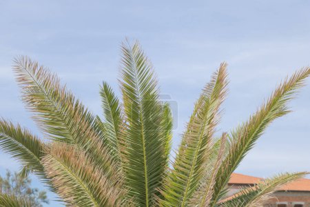 A closeup of the leaves and fronds on an African palm tree, with its branches reaching towards the sky.