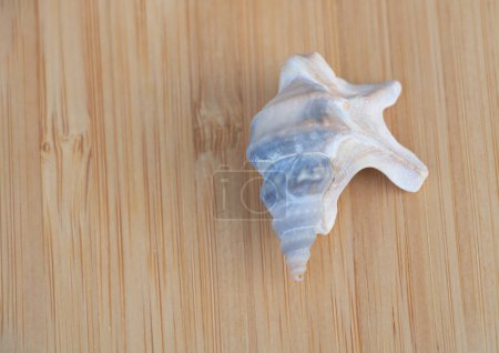 Eine kleine, weiße Muschelschale mit blauen Streifen auf der Oberseite sitzt auf heller Holzoberfläche.