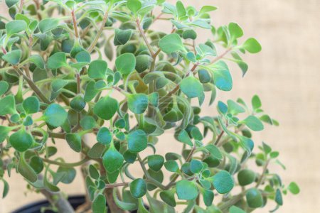 Nahaufnahme von sattgrünen Blättern auf der oberen Hälfte einer immersiven Aichryson-Pflanze.