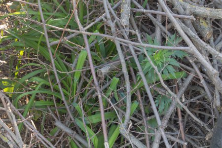 Ein Nahaufnahme-Foto eines Fleckens Unkraut, das zwischen dicken Stöcken und Ästen wächst, grünen Blättern, Wegerich-Gräsern, wilder Vegetation.