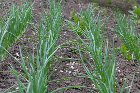 Onion plants growing in the garden, ready for harvest. The green leaves of onion grow in rows on the dirt ground.