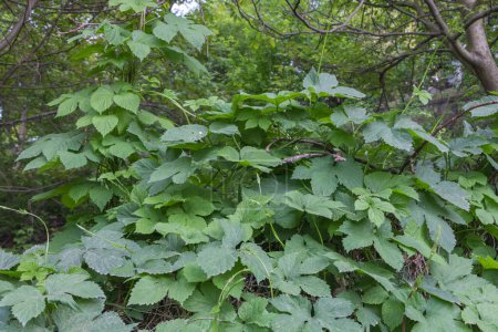 Humulus lupulus bush with leaves and branches in the forest. Love plant background.