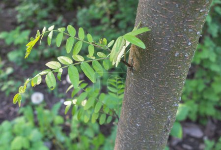 Eine Nahaufnahme des gebogenen Blattes und der kleinen Blüte an einem Gleditschia triacanthos Baum, der in der Natur an seinem Stamm befestigt ist. Der Hintergrund zeigt grüne Pflanzen mit verschwommenem Effekt.